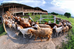 ranch solar water pump